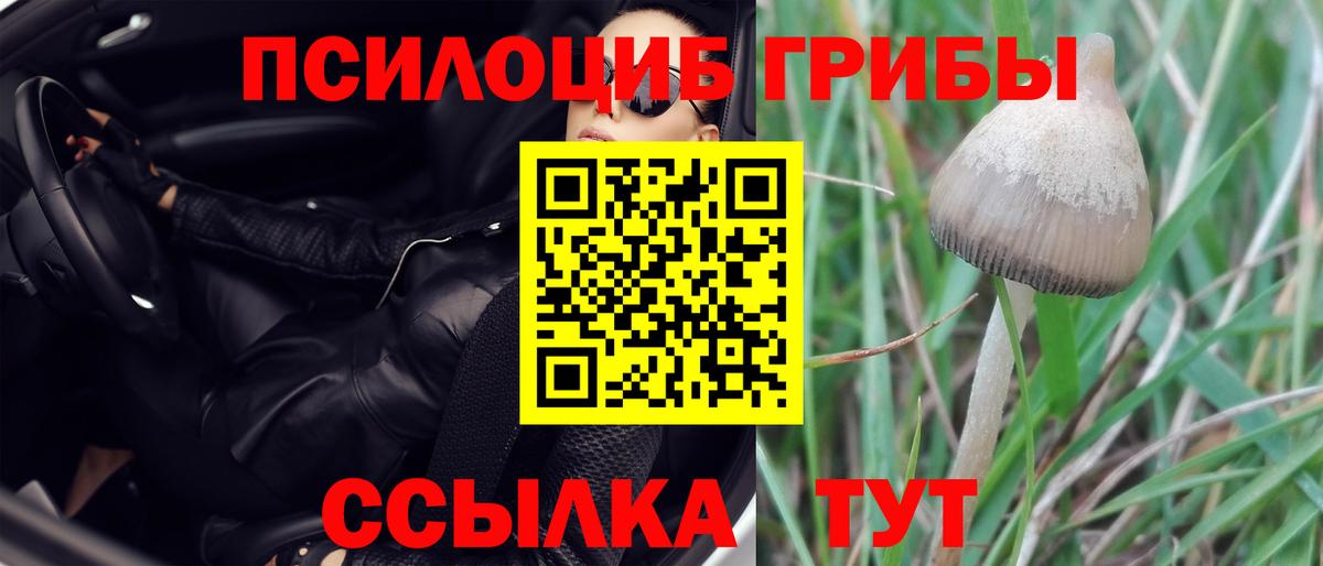 Псилоцибиновые грибы Cubensis Большой Камень